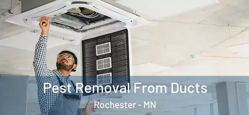Pest Removal From Ducts Rochester - MN