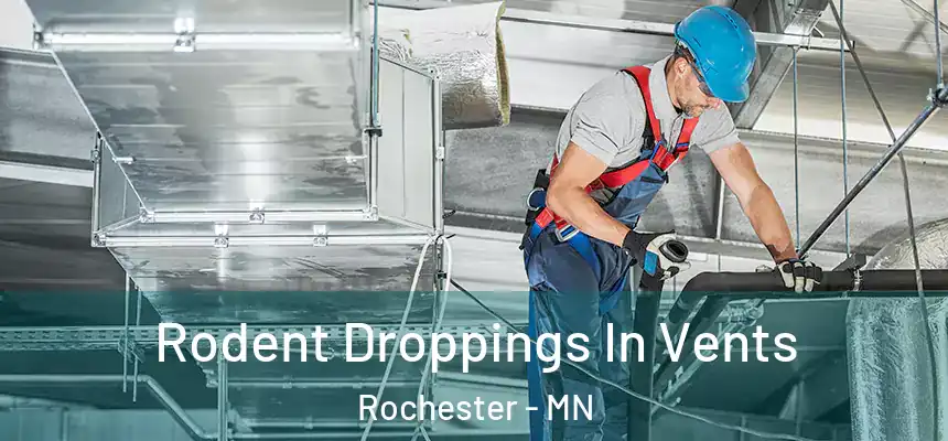  Rodent Droppings In Vents Rochester - MN